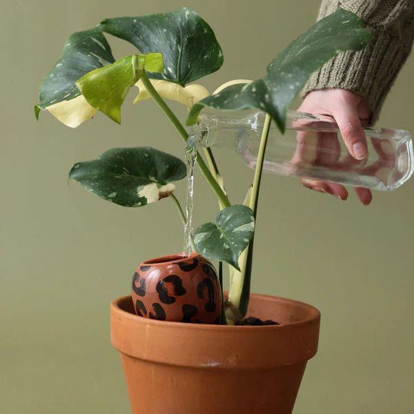 Olla - Arroseur autonome pour plantes (Précommande) - Zeste d'Évidence
