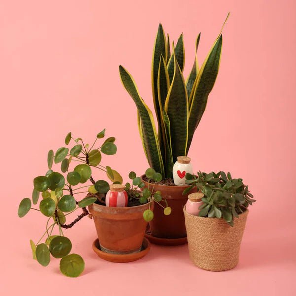 Olla - Arroseur autonome pour plantes (Précommande) - Zeste d'Évidence