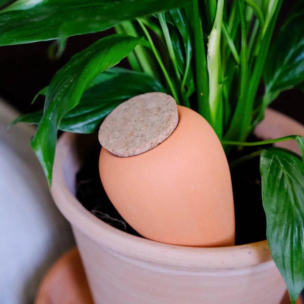 Olla - Arroseur autonome pour plantes (Précommande) - Zeste d'Évidence