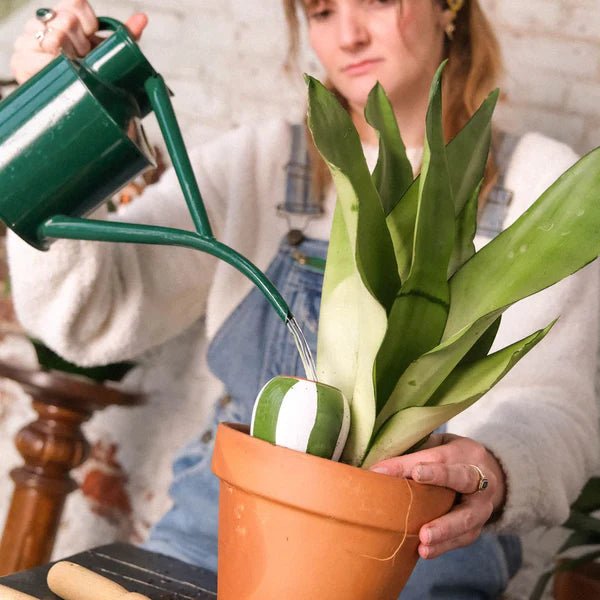 Olla - Arroseur autonome pour plantes (Précommande) - Zeste d'Évidence