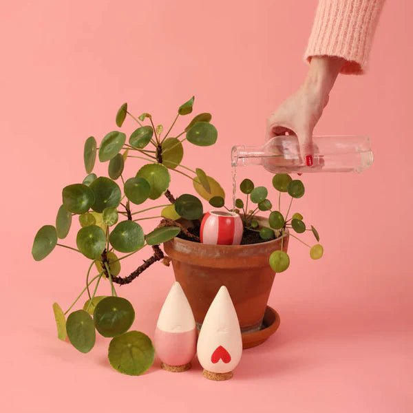 Olla - Arroseur autonome pour plantes (Précommande) - Zeste d'Évidence