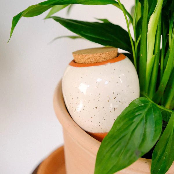 Olla - Arroseur autonome pour plantes (Précommande) - Zeste d'Évidence
