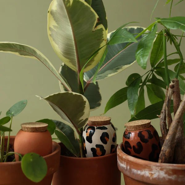 Olla - Arroseur autonome pour plantes (Précommande) - Zeste d'Évidence