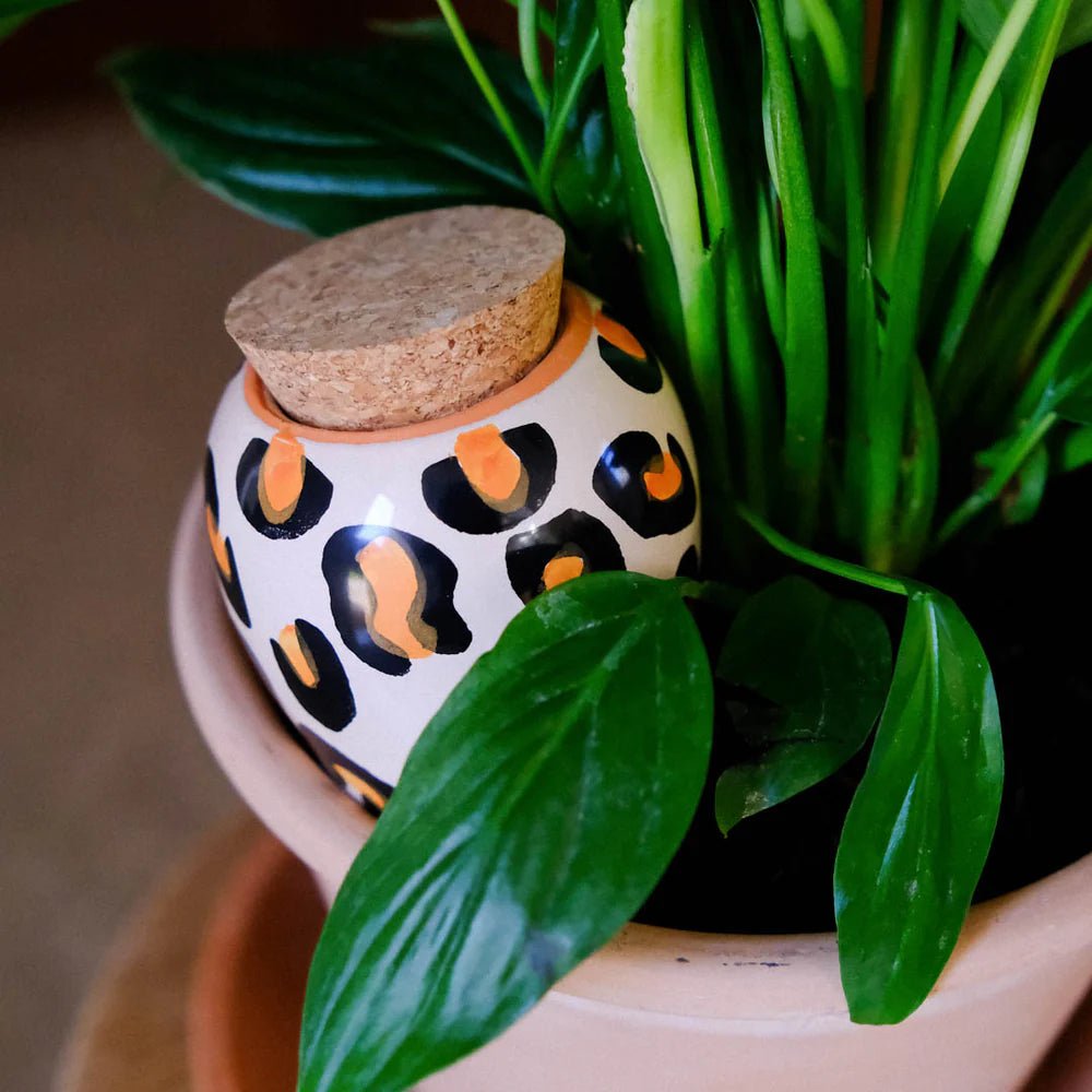 Olla - Arroseur autonome pour plantes (Précommande) - Zeste d'Évidence
